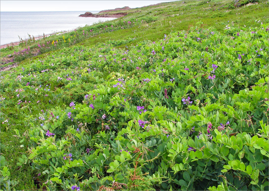 Image of Lathyrus japonicus ssp. pubescens specimen.