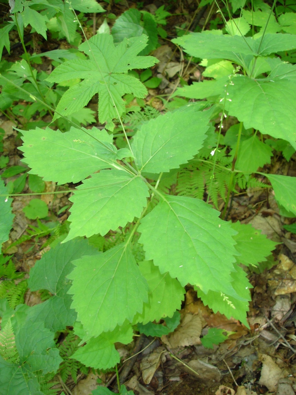 Image of Phryma asiatica specimen.