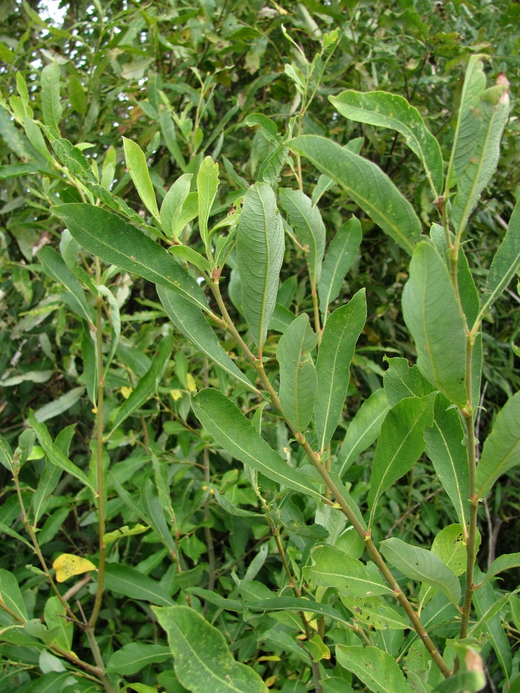 Image of Salix cinerea specimen.