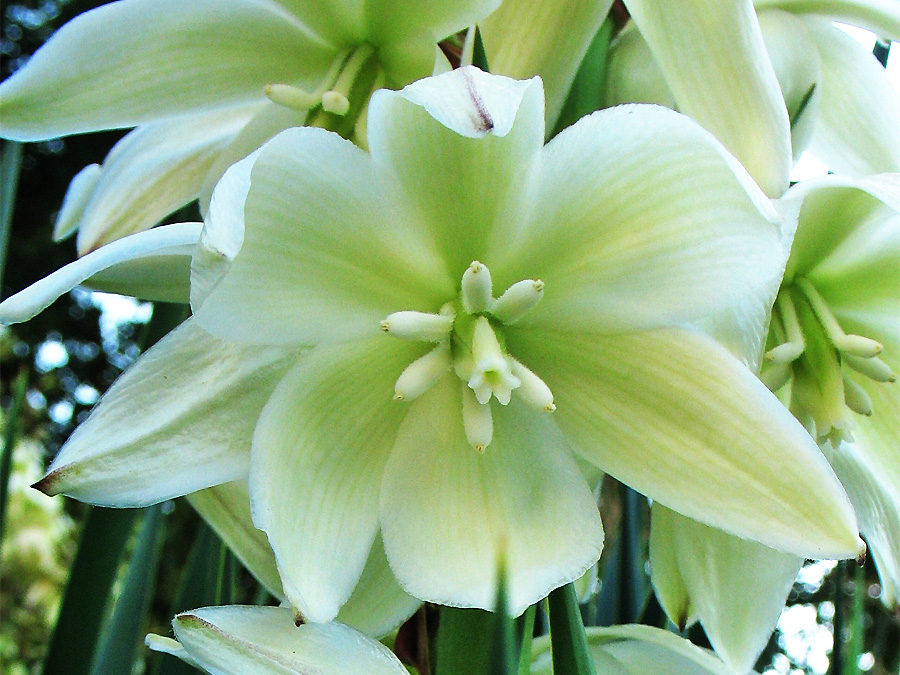 Image of Yucca gloriosa specimen.