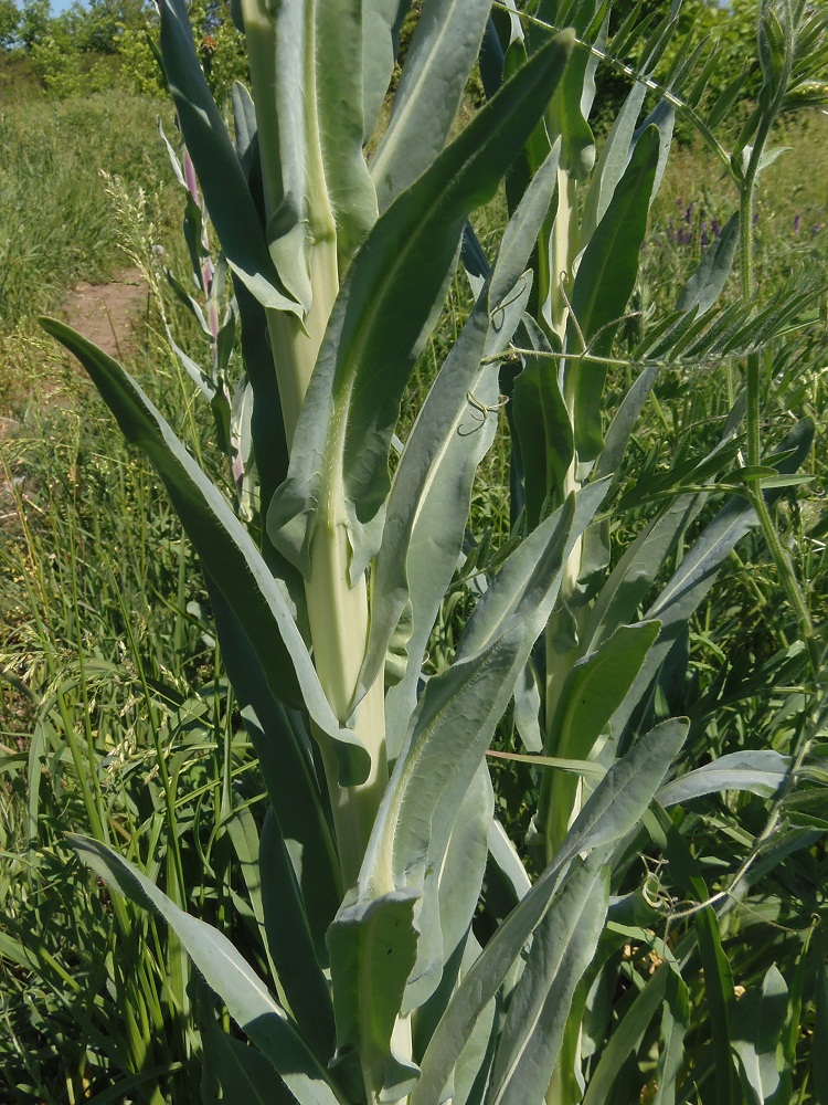 Image of genus Isatis specimen.