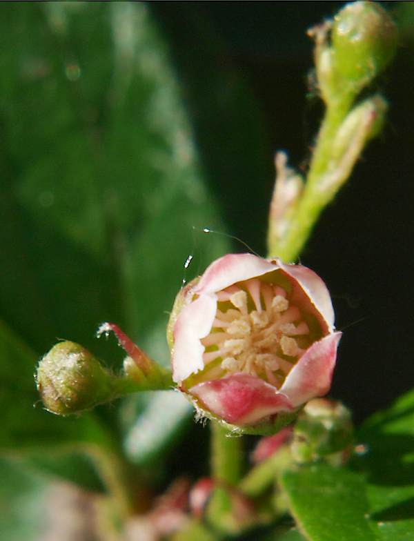 Image of Cotoneaster lucidus specimen.