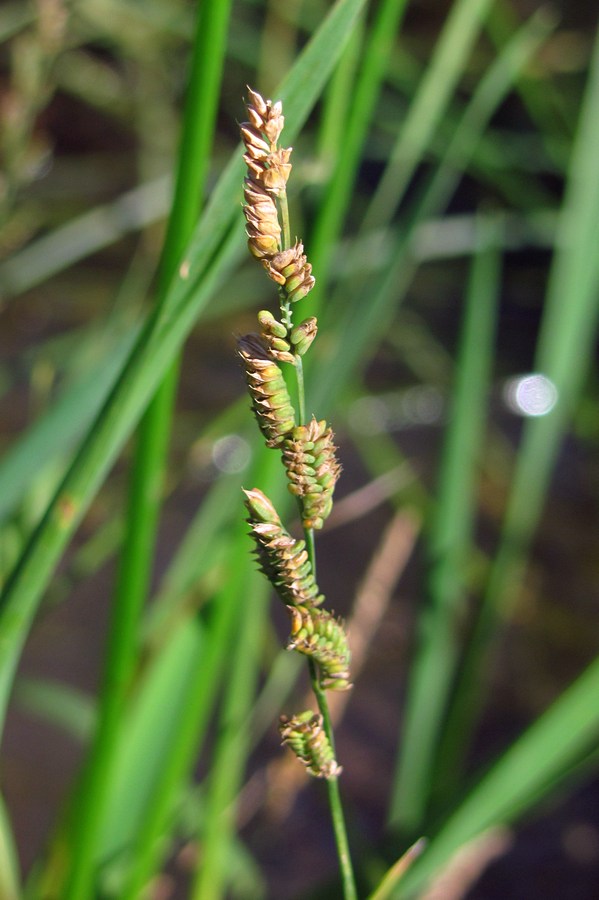 Изображение особи Beckmannia eruciformis.