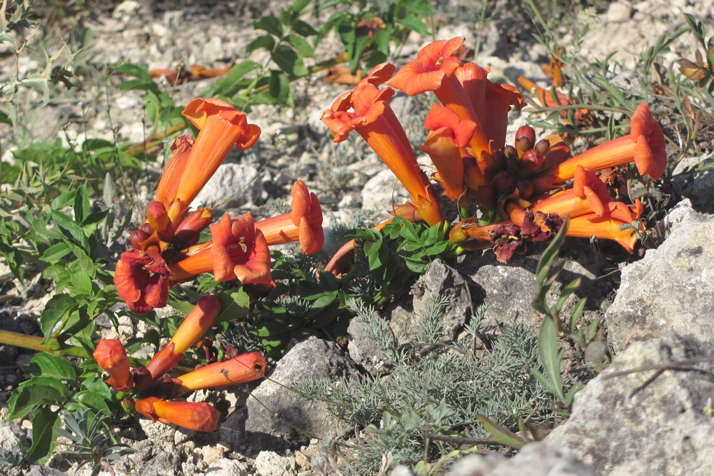 Изображение особи Campsis radicans.