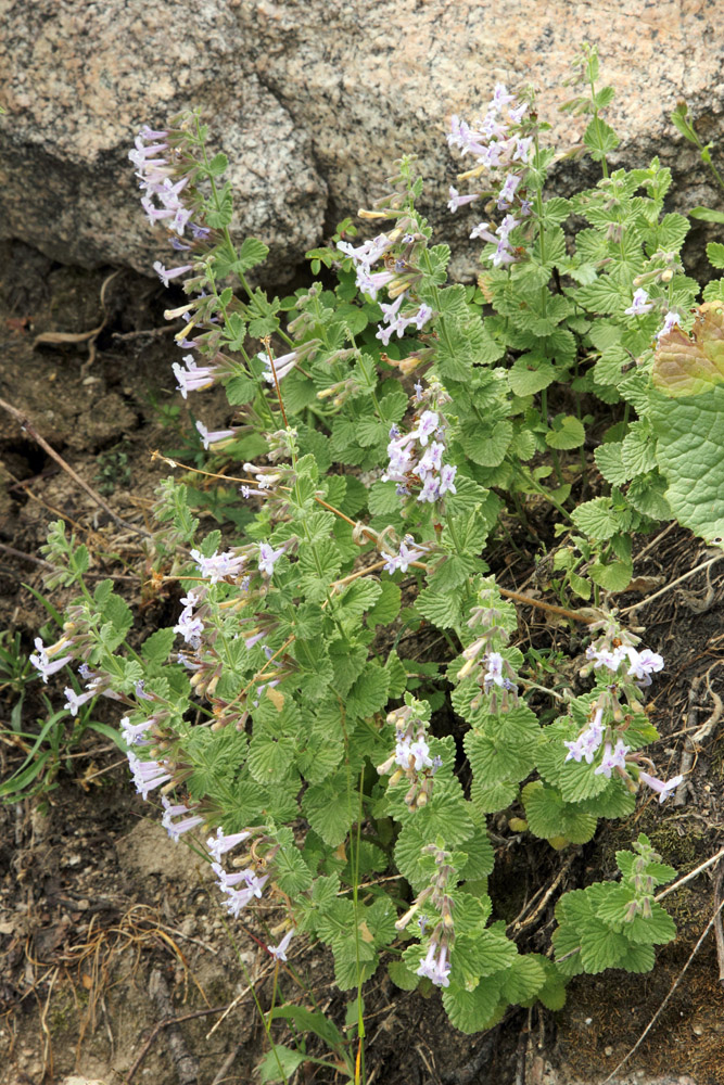 Изображение особи Lophanthus tschimganicus.