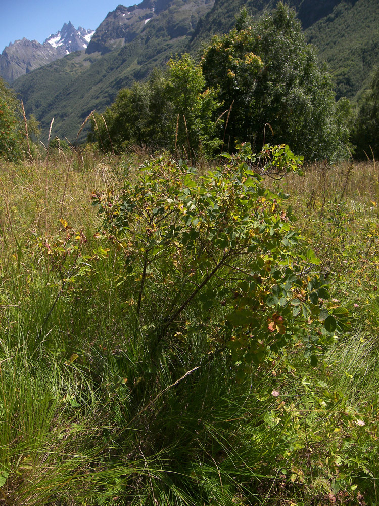 Image of Rosa balcarica specimen.