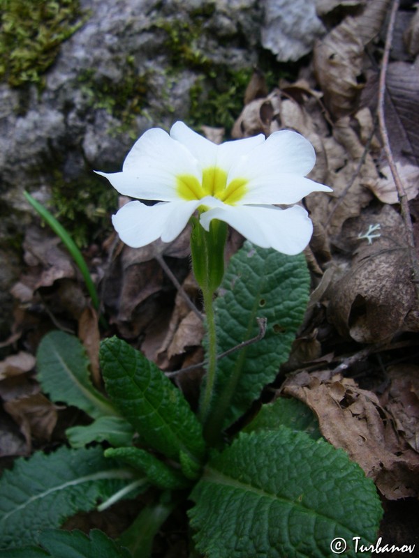 Изображение особи Primula vulgaris.