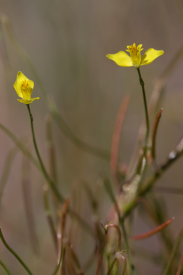 Image of Hypecoum parviflorum specimen.