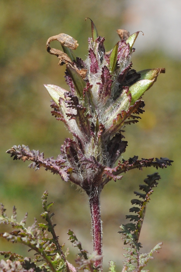 Изображение особи Pedicularis cheilanthifolia.