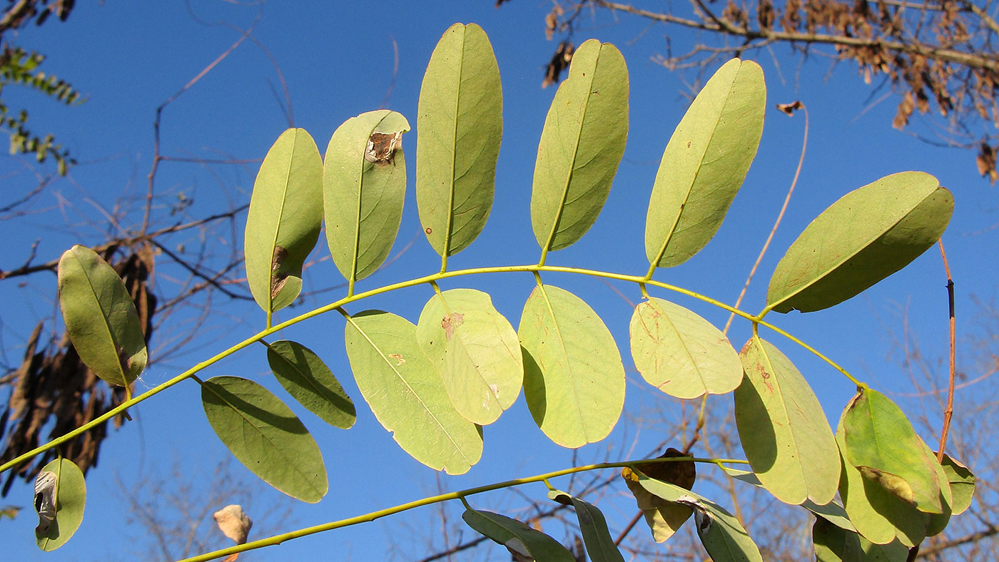 Image of Robinia pseudoacacia specimen.