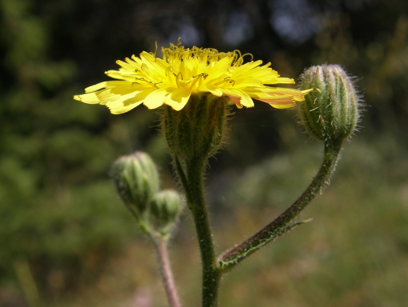 Image of Crepis rhoeadifolia specimen.