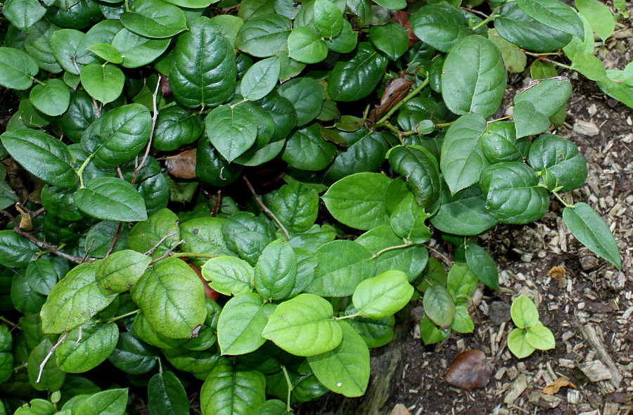 Image of Gaultheria shallon specimen.