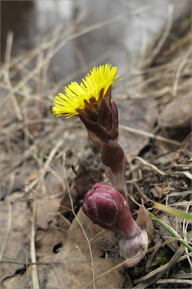 Image of Tussilago farfara specimen.