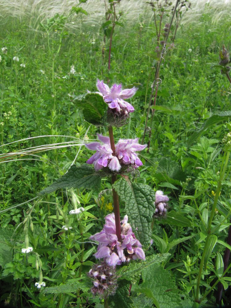 Image of Phlomoides tuberosa specimen.