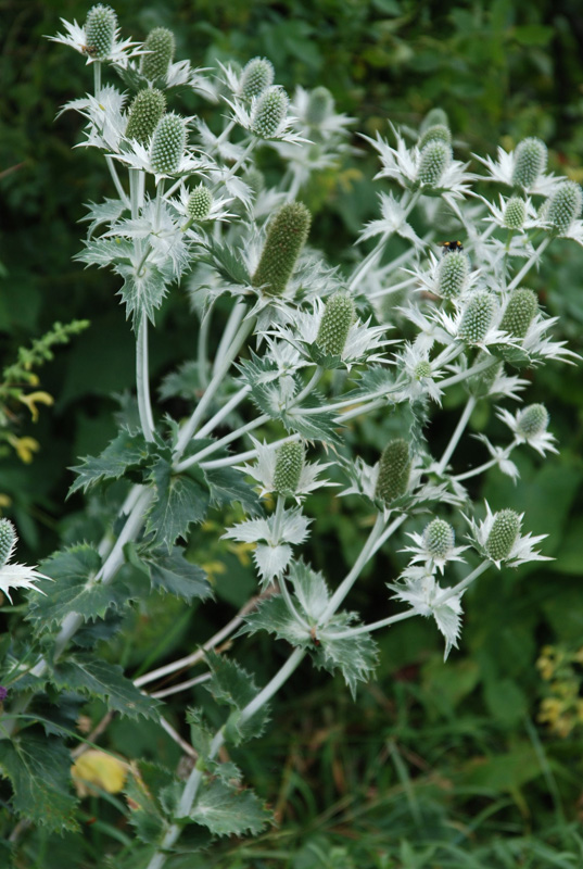 Image of Eryngium giganteum specimen.