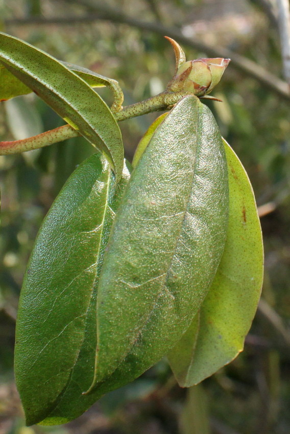 Изображение особи Rhododendron augustinii.