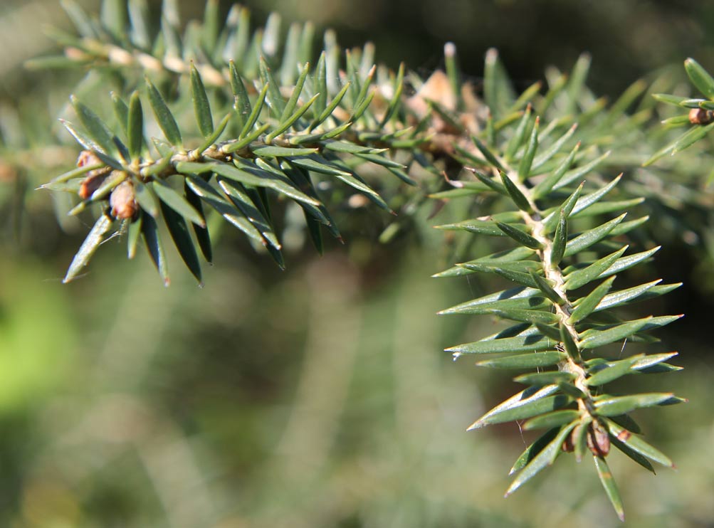 Image of Abies cephalonica specimen.