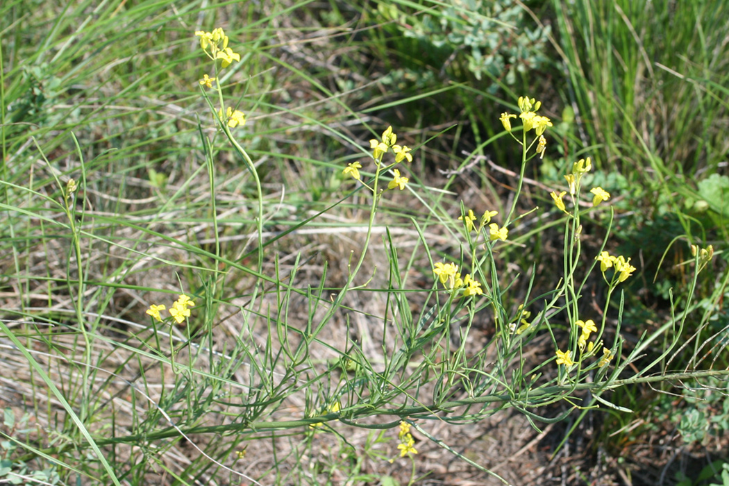 Image of Sisymbrium polymorphum specimen.