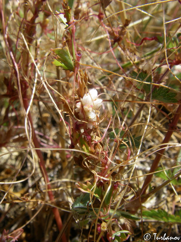 Image of genus Cuscuta specimen.