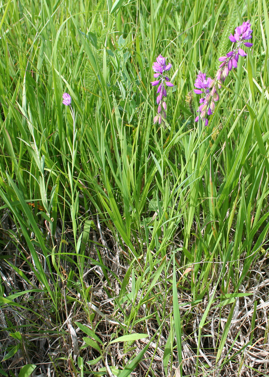 Image of Polygala comosa specimen.