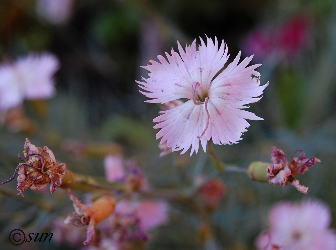 Изображение особи род Dianthus.