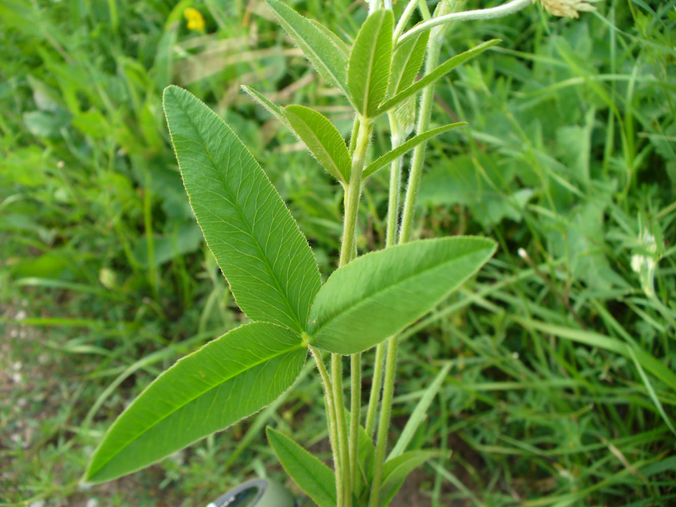 Image of Trifolium montanum specimen.