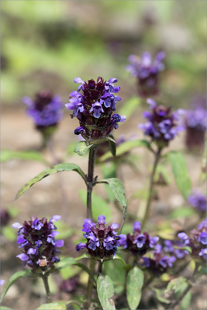 Image of Prunella vulgaris specimen.