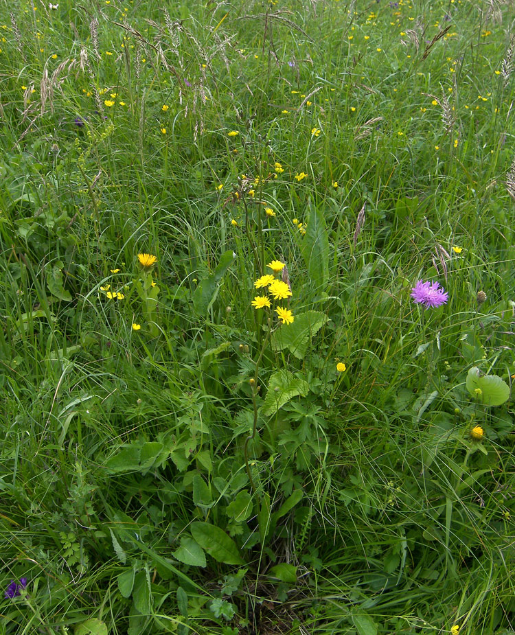 Изображение особи Crepis caucasigena.