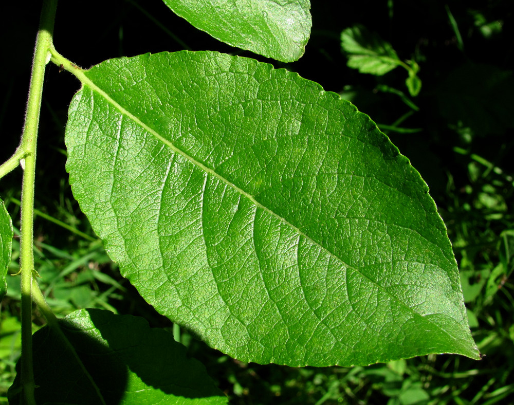 Image of genus Salix specimen.