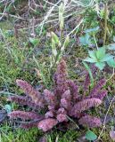 Pedicularis sceptrum-carolinum. Прикорневая розетка листьев. Кольский п-ов, Восточный Мурман, окр. пос. Дальние Зеленцы, северная холодная береговая полоса озера, переувлажненный моховый субстрат. 10.07.2014.