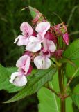 Impatiens glandulifera. Верхушка цветущего растения. Ярославль, Петропавловский парк, сырой участок в верховьях ручья. 6 июля 2009 г.