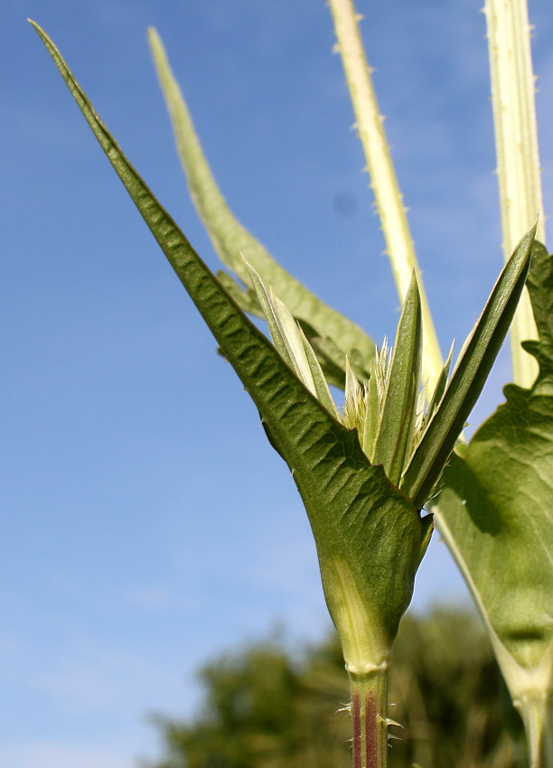 Image of Dipsacus laciniatus specimen.