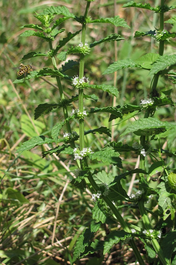 Изображение особи Lycopus europaeus.