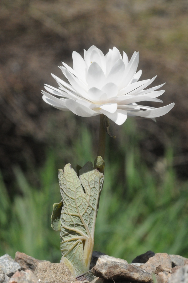 Image of Sanguinaria canadensis specimen.