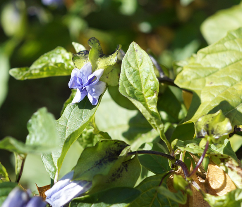 Image of Nicandra physalodes specimen.