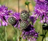 Centaurea scabiosa. Нераскрывшимися соцветия. Московская обл., Раменский р-н, окр. ж.-д. платформы Хрипань, залежь. 14.07.2014.