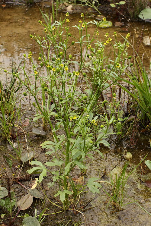 Изображение особи Ranunculus sceleratus.