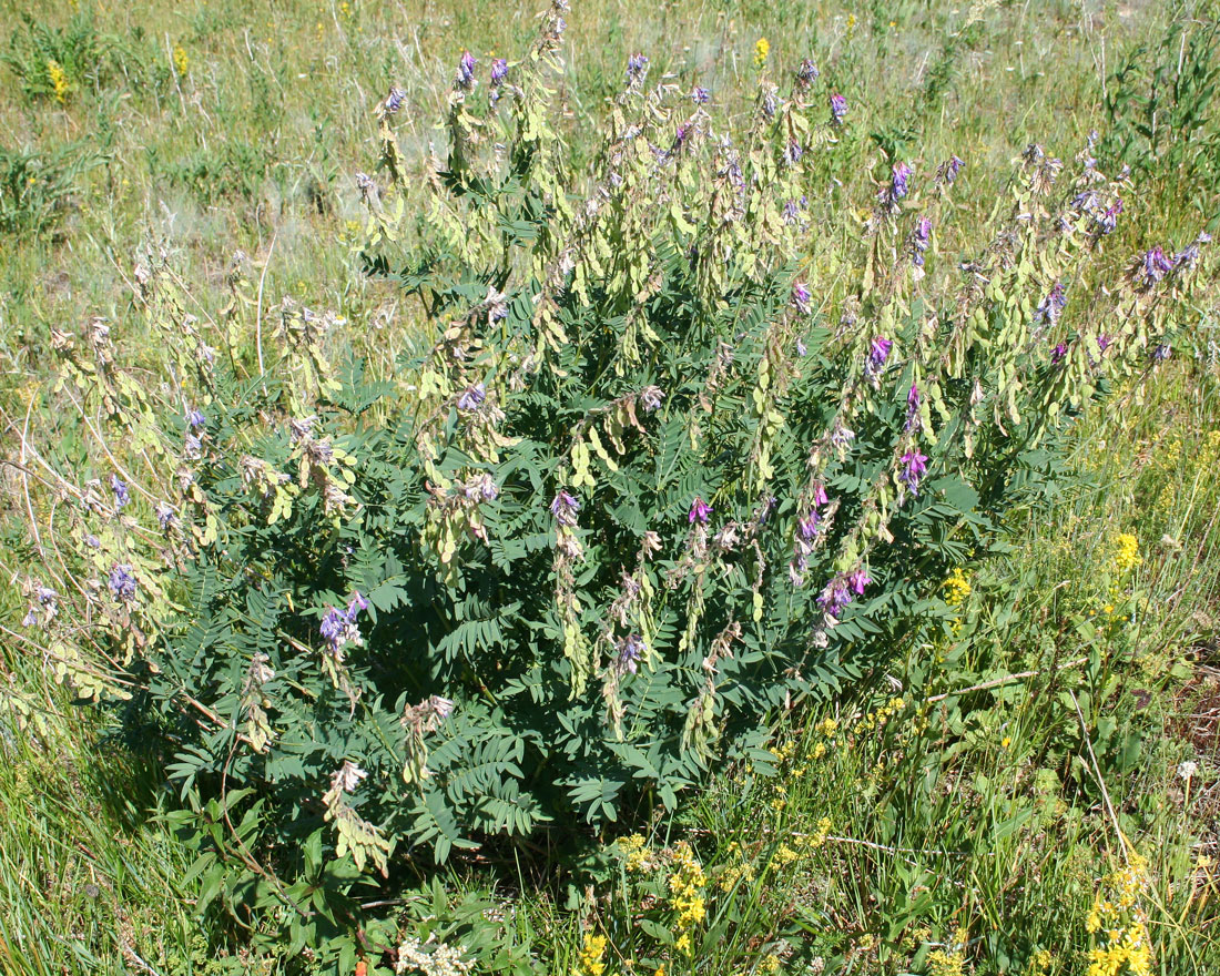 Image of Hedysarum alpinum specimen.