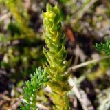 Selaginella selaginoides