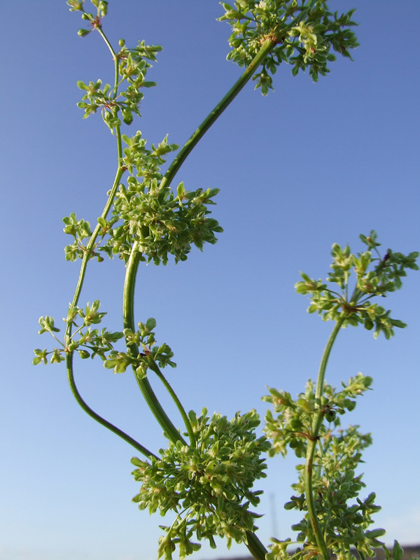 Image of Rumex confertus specimen.