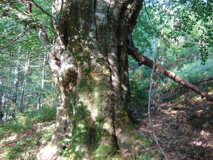 Изображение особи Fagus sylvatica.