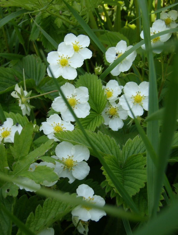 Изображение особи Fragaria viridis.