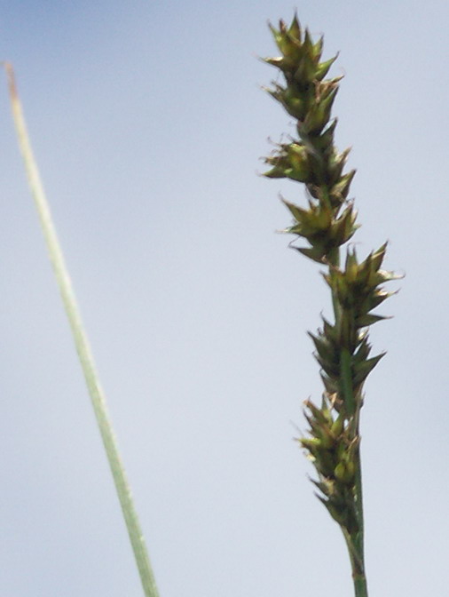 Image of Carex diandra specimen.