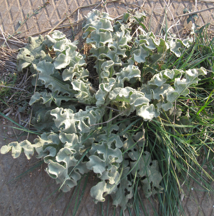 Image of Verbascum undulatum specimen.