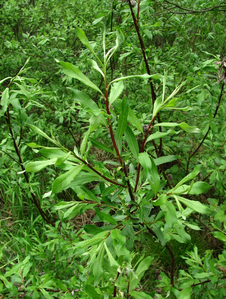 Image of Salix gmelinii specimen.