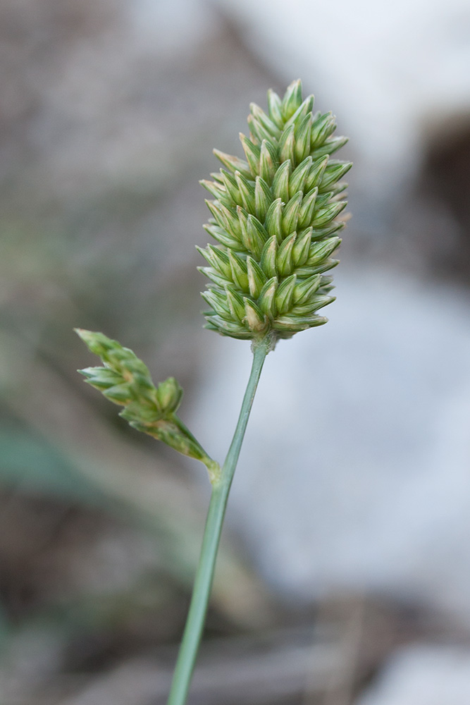 Image of Eleusine tristachya specimen.