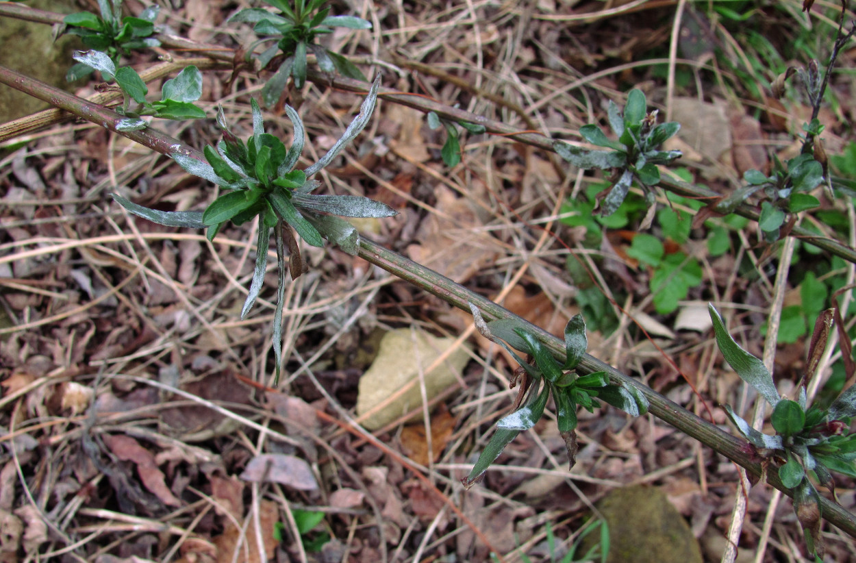 Изображение особи Symphyotrichum graminifolium.