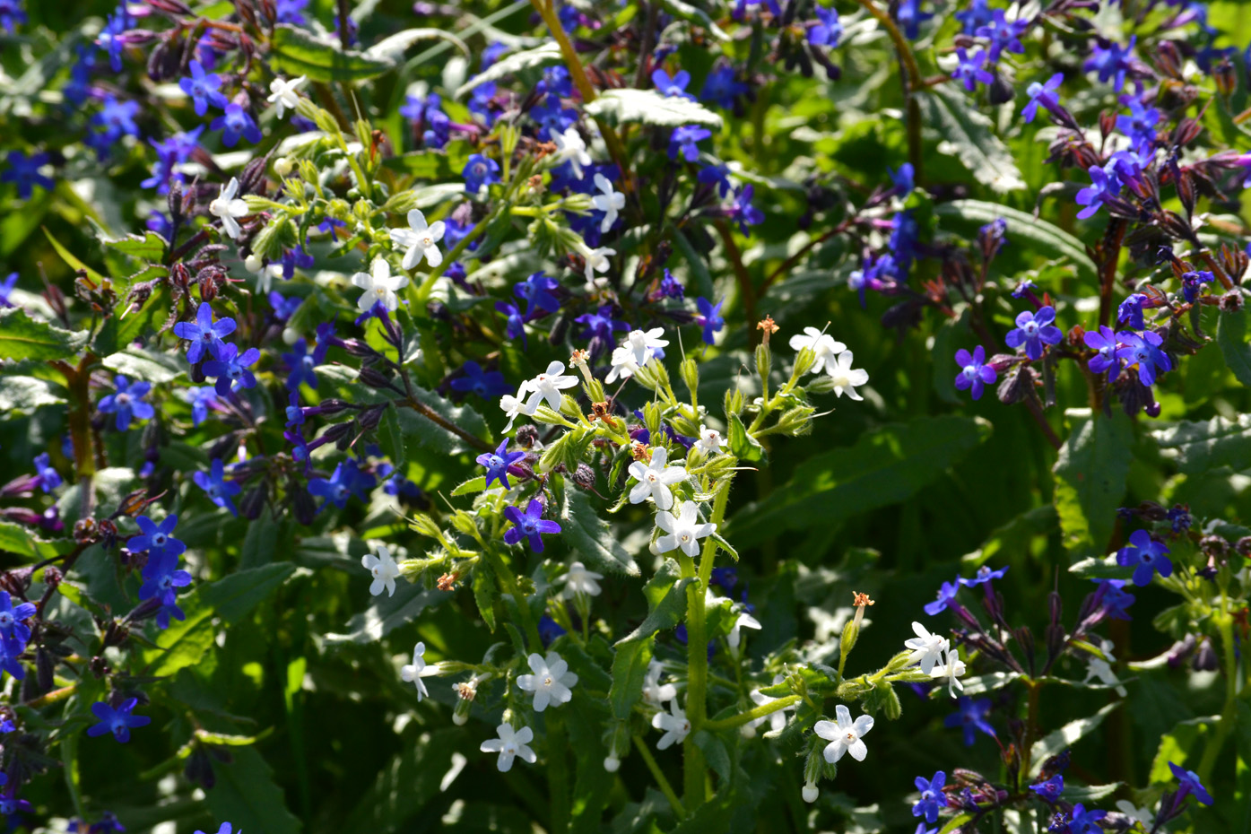 Image of Anchusa stylosa specimen.