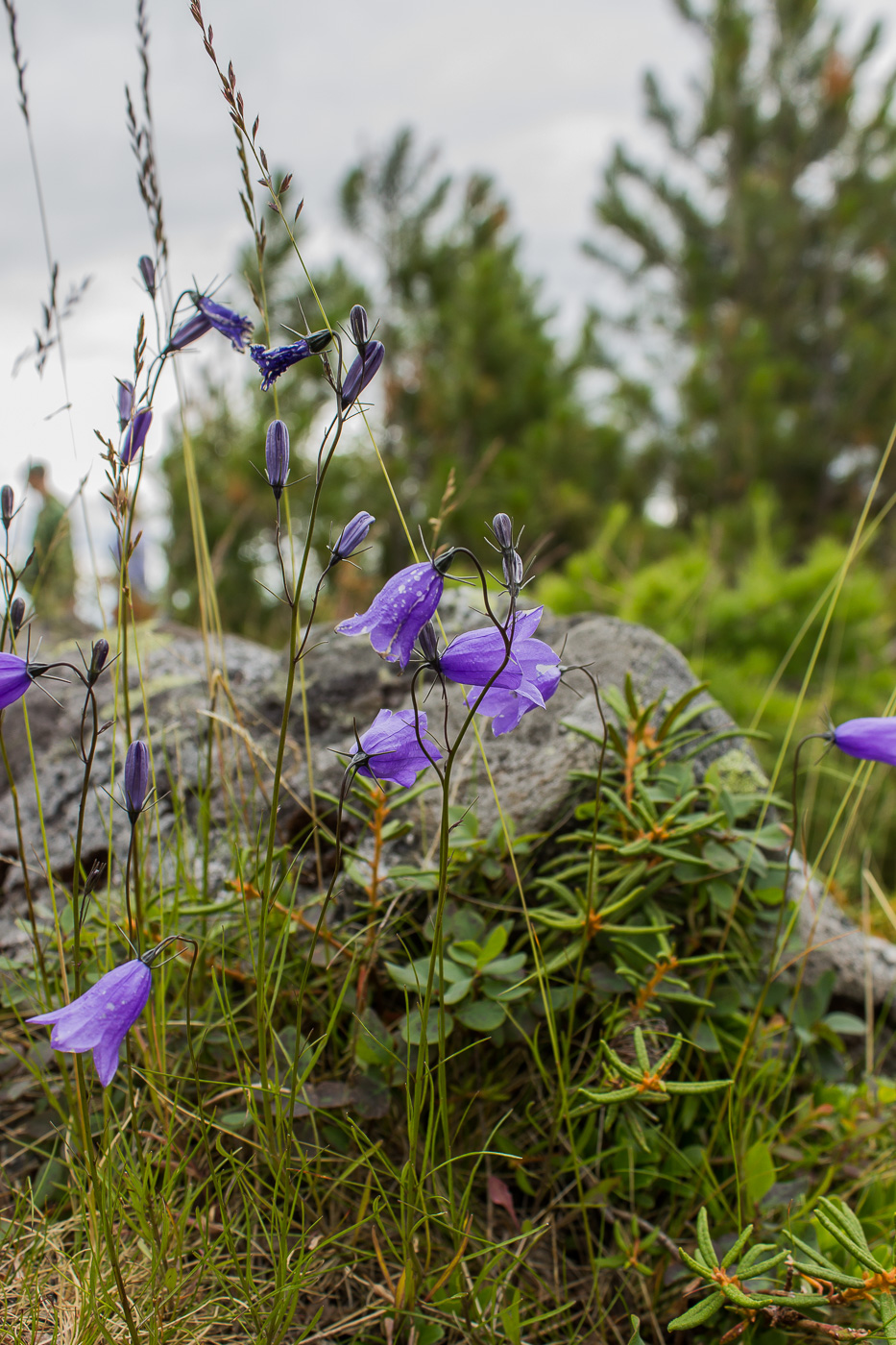 Image of Campanula rotundifolia specimen.