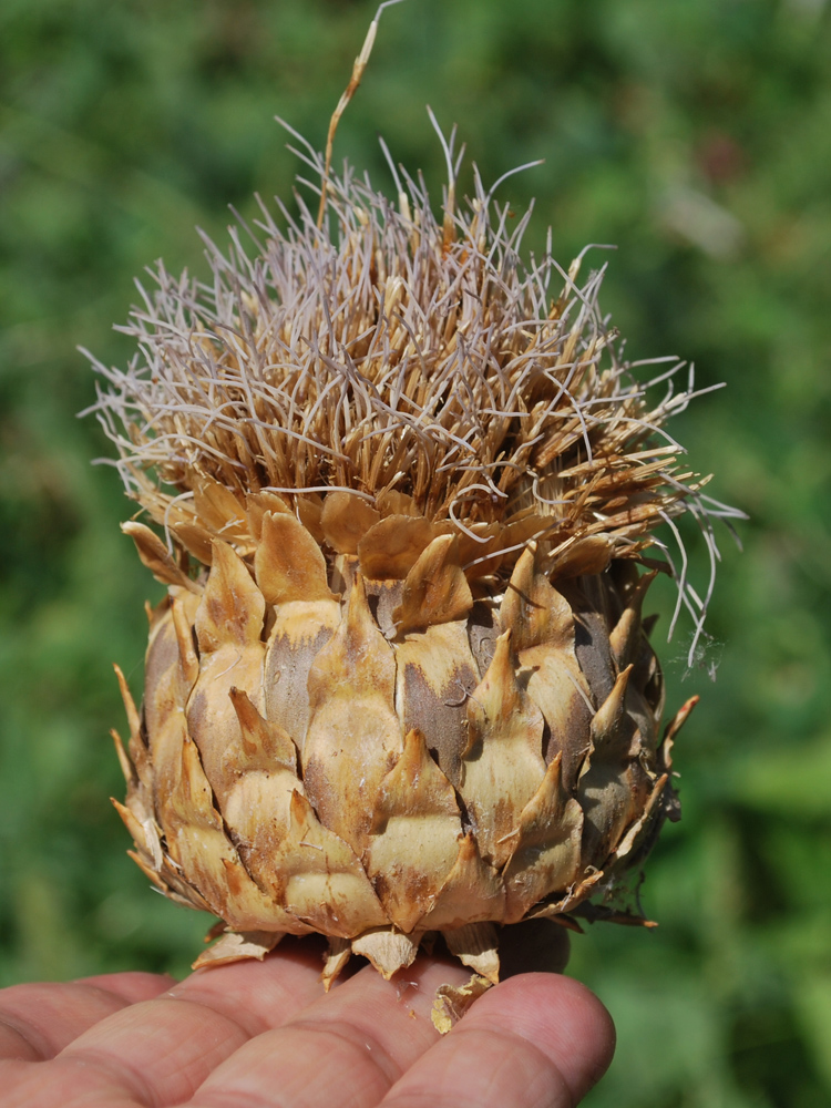 Image of Cynara scolymus specimen.